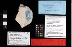 NHMW-GEO-2007z0149-0072_Ol_01.tifParagalathea arcella (Robins, Feldmann, Schweitzer & Bonde, 2016)  (NHMW-GEO-2007z0149-0072)